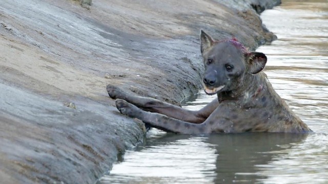 Con linh cẩu bị tấn công lúc này đã thoi thóp, không còn sức chống đỡ.
