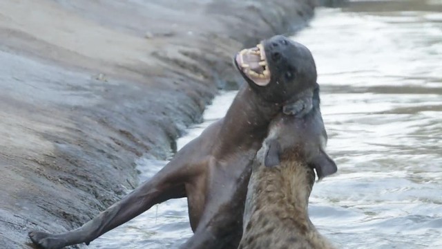 Mặc dù cùng là đồng loại nhưng cuộc chiến giữa hai con linh cẩu diễn ra cực kỳ khốc liệt.