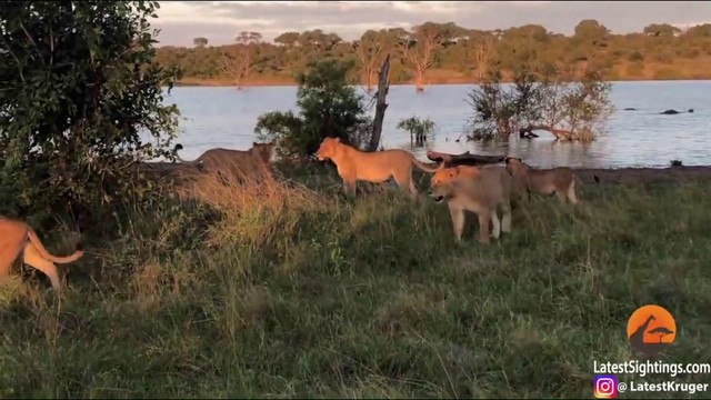 Bữa ăn còn xót lại của bầy sư tử đã khiến con cá sấu không thể kiểm soát được lòng tham mà bò lên mặt đất. Bữa ăn còn xót lại của bầy sư tử đã khiến con cá sấu không thể kiểm soát được lòng tham mà bò lên mặt đất.