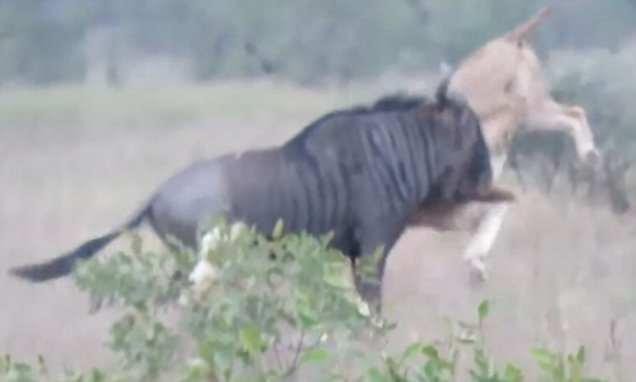 Không những không hạ gục được con mồi, sư tử còn bị ăn đòn đau.