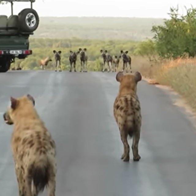 Linh cẩu chờ đợi để nghênh chiến, nhưng nếu đối thủ đông quá thì chạy trốn là một lựa chọn không tồi.