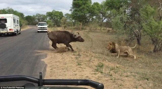 Con trâu cà nhắc liền lọt vào tầm ngắm của bầy sư tử. Con trâu cà nhắc liền lọt vào tầm ngắm của bầy sư tử.