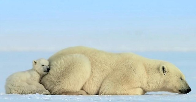 Học hành cái gì, ngủ một tẹo cho lại sức rồi tý nữa học tiếp nhé má.