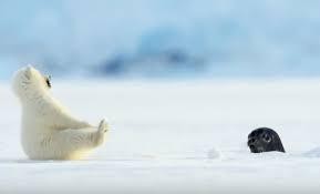 Bình thường thì tỏ vẻ cứng cỏi nhưng khi gặp người lạ sợ đến té chổng vó.