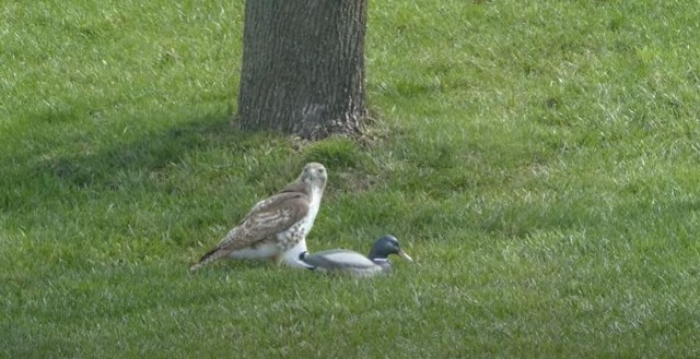 Ơ sao con vịt này lì thế nhỉ, hay mình bị trêu??? Ơ sao con vịt này lì thế nhỉ, hay mình bị trêu???