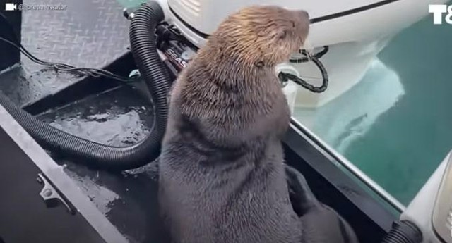 Chiếc tàu di chuyển đúng lúc đã cứu con rái cá một bàn thua trông thấy.