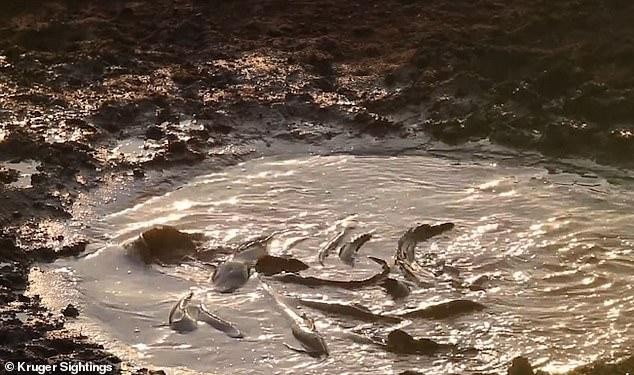 Vùng ao cạn với quá nhiều cá bên trong không khác gì "một nồi lẩu" lộ thiên đối với các loài thú ăn thịt.