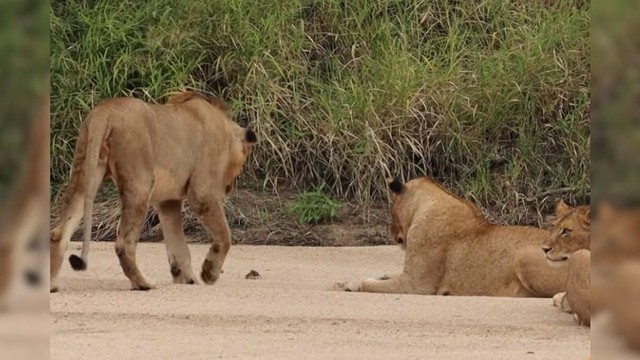 Mặc cho con cua ra vẻ ghê gớm, đàn sư tử vẫn chăm chú theo dõi động tĩnh của nó