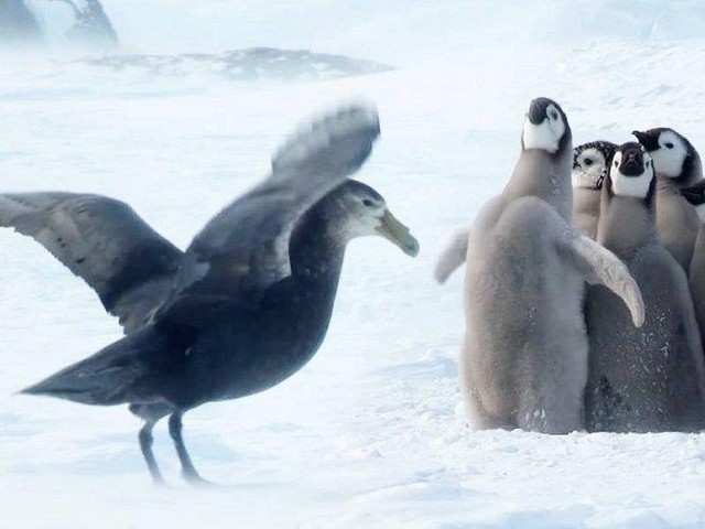 Một chim cánh cụt anh lớn dũng cảm dám đứng lên bảo vệ những người anh em trước sự đe dọa của con hải âu petrel khổng lồ.