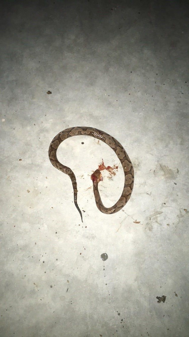 Để bảo vệ chủ nhân, chó Arlo đã không ngần ngại quyết chiến với con rắn độc. Để bảo vệ chủ nhân, chó Arlo đã không ngần ngại quyết chiến với con rắn độc.