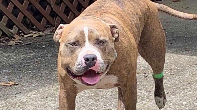 Arlo là tên gọi ở nhà của chú chó Pitbull được nuôi bởi chị Haley McCormack. Arlo là tên gọi ở nhà của chú chó Pitbull được nuôi bởi chị Haley McCormack.