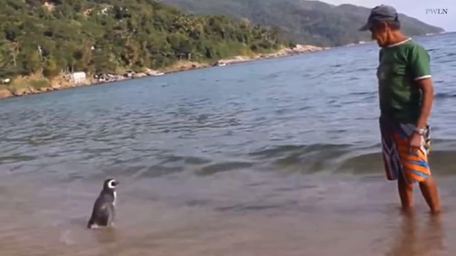 Mối nhân duyên kỳ lạ giữa ông lão và một con chim cánh cụt. Mối nhân duyên kỳ lạ giữa ông lão và một con chim cánh cụt.