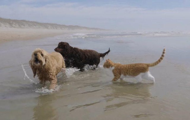 Dù đi ăn hay là đi biển, gia đình vẫn là trên hết.