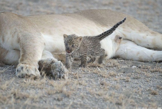 Cảm nhận được tình yêu thương nên con báo hoa mai rất muốn gắn bó với đàn sư tử.
