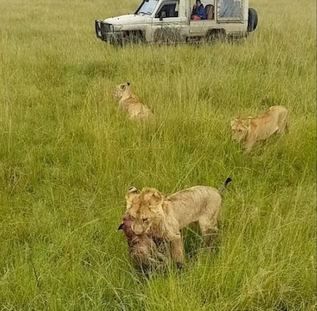 Xác của một trong những con linh cẩu bị sư tử tiêu diệt. Xác của một trong những con linh cẩu bị sư tử tiêu diệt.