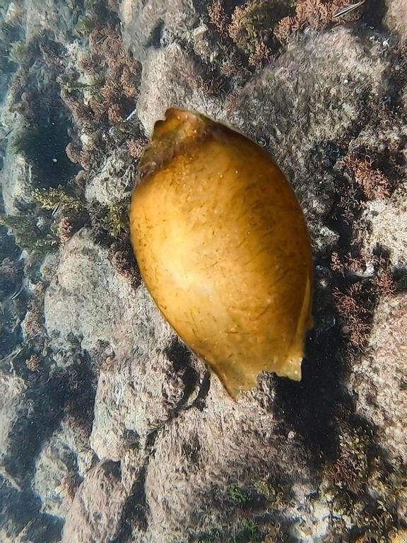 Hình ảnh cận cảnh quả trứng của cá mập y tá.