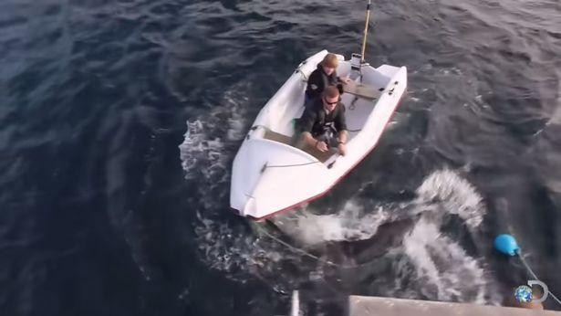 Con cá mập trắng khi lao đi còn ngậm trong miệng chiếc dây nối giữa cano và tàu chính. Con cá mập trắng khi lao đi còn ngậm trong miệng chiếc dây nối giữa cano và tàu chính.