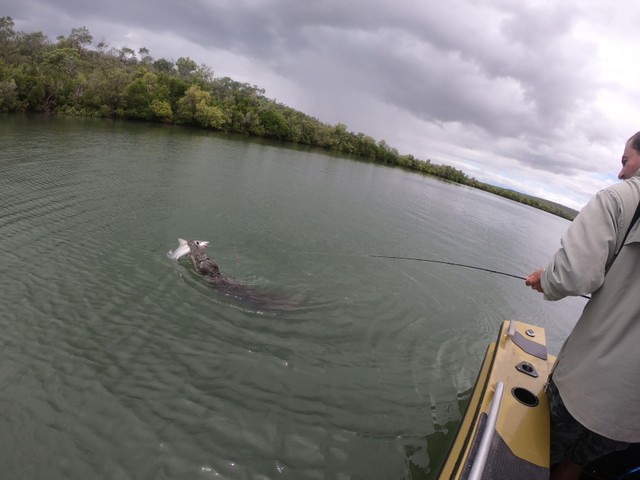 Một con cá sấu từ đâu xuất hiện cướp chiến lợi phẩm của những người đi câu.