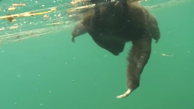 Sải tay dài là một lợi thế giúp loài lười có thể bơi nhanh hơn. Sải tay dài là một lợi thế giúp loài lười có thể bơi nhanh hơn.