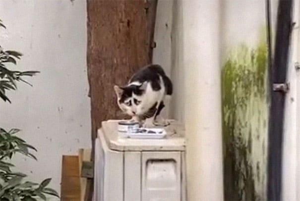 Moggie là chú mèo hoang được tìm thấy trên đường phố Thượng Hải, Trung Quốc. Moggie là chú mèo hoang được tìm thấy trên đường phố Thượng Hải, Trung Quốc.