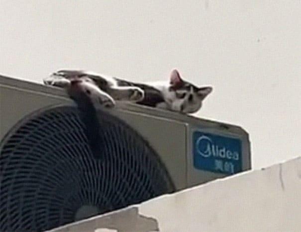 Chỏm lông đặc biệt mọc 1 cách trái khoáy khiến mèo Moggie lúc nào trông cũng có vẻ buồn chán. Chỏm lông đặc biệt mọc 1 cách trái khoáy khiến mèo Moggie lúc nào trông cũng có vẻ buồn chán.