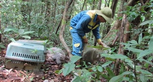 Trung tâm Cứu hộ, Bảo tồn và Phát triển sinh vật thuộc Vườn Quốc gia Bù Gia Mập thả các cá thể động vật quý hiếm về rừng tự nhiên. (Ảnh: TTXVN phát). Trung tâm Cứu hộ, Bảo tồn và Phát triển sinh vật thuộc Vườn Quốc gia Bù Gia Mập thả các cá thể động vật quý hiếm về rừng tự nhiên. (Ảnh: TTXVN phát).