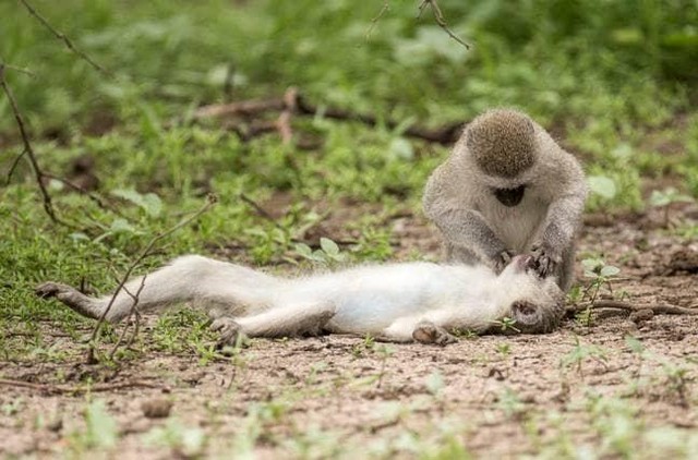 Chuẩn bị sơ cứu.