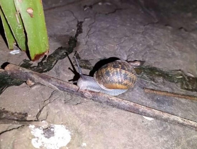 Ốc sên Úc cũng chỉ to ngang các loài ốc sên ở nơi khác.