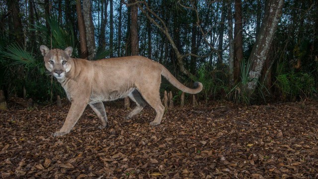 Báo Florida là loài động vật đang đứng bên bờ tuyệt chủng.