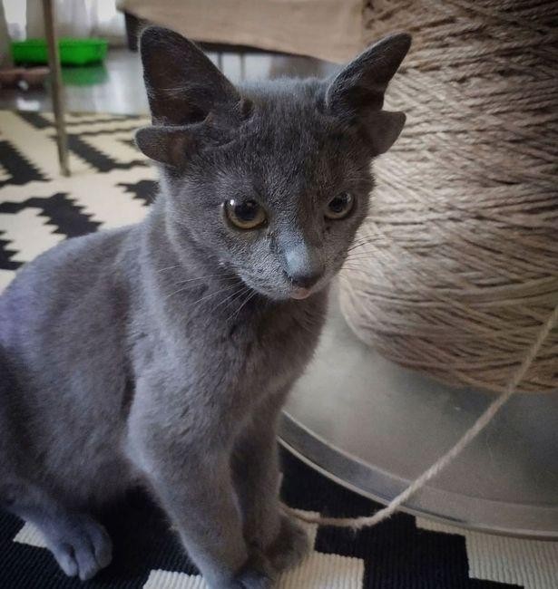 Vẻ ngoài khác biệt của mèo Midas. Vẻ ngoài khác biệt của mèo Midas.