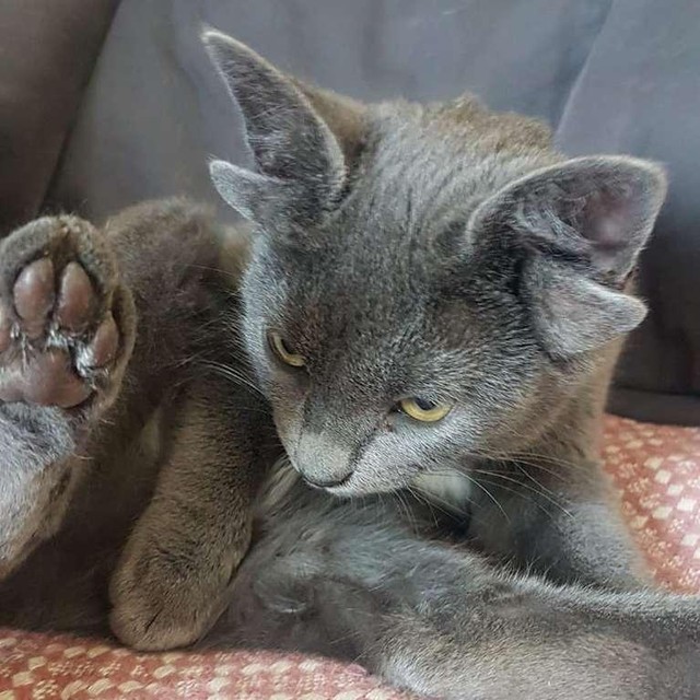 Nhưng cũng không thể khiến chú mèo này bớt xinh đi được. Nhưng cũng không thể khiến chú mèo này bớt xinh đi được.