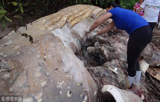 Chính quyền và các nhà bảo vệ động vật tách phần thịt và da của xác cá voi để tiêu hủy tại chỗ, chỉ có bộ xương mới có thể được lấy về. Chính quyền và các nhà bảo vệ động vật tách phần thịt và da của xác cá voi để tiêu hủy tại chỗ, chỉ có bộ xương mới có thể được lấy về.