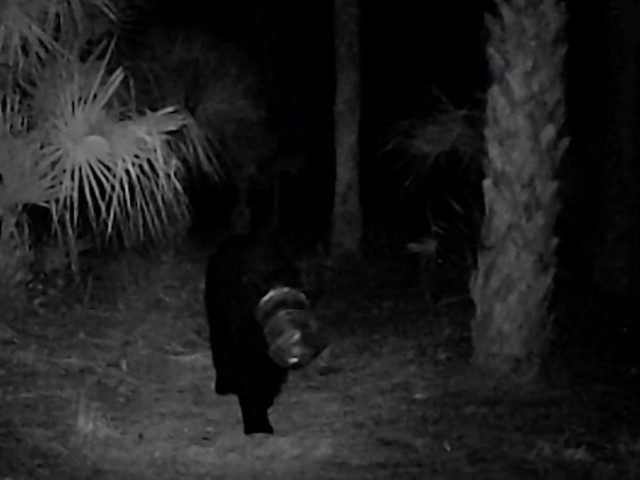 Camera ghi hình được chú gấu lúc vẫn đang bị mắc kẹt.