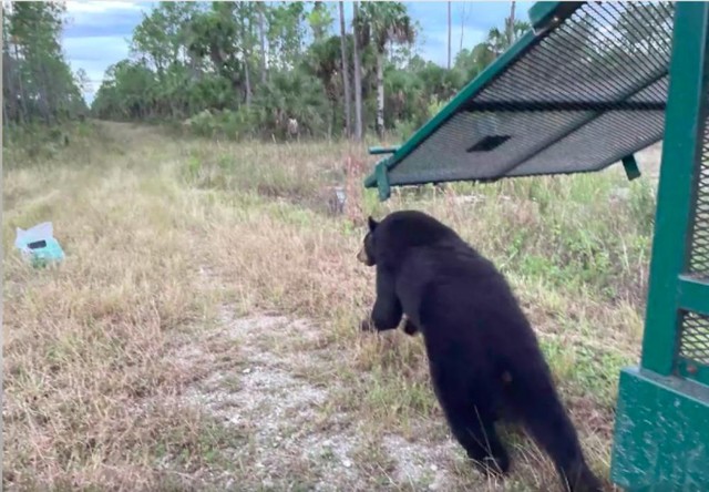 Con gấu đen sau đó đã được thả về rừng.