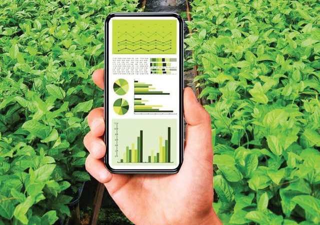 Mỗi trang trại trái cây không còn là trang trại mà như một nhà máy sản xuất trái cây.