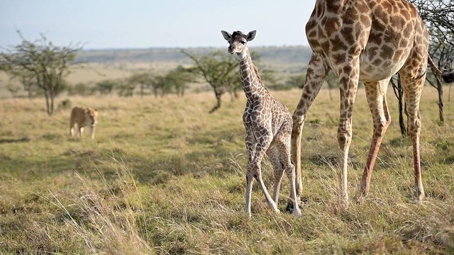 Con sư tử theo sát hai mẹ con hươu cao cổ suốt quãng đường hơn 6 km.