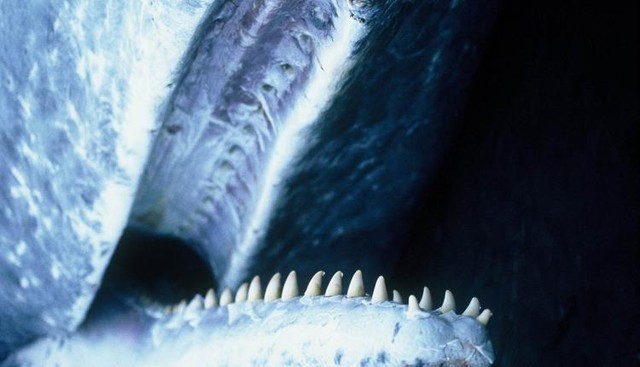 Răng của cá nhà táng có hình nón và có thể dài tới 20 cm, nặng 1 kg mỗi chiếc.