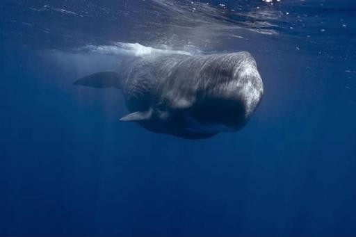 Cá nhà táng có cái đầu cực kỳ nổi bật.