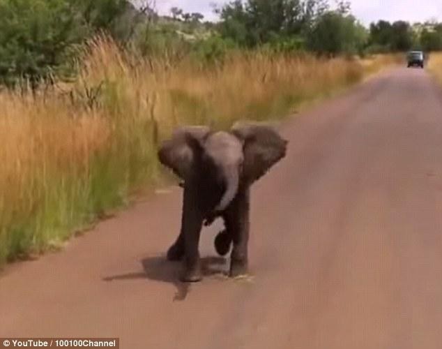 Hùng hổ lao ra định "khè" những kẻ lạ mặt. Hùng hổ lao ra định "khè" những kẻ lạ mặt.