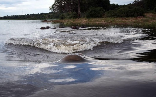 Con hà mã mẹ phi thân, phóng thẳng vào đoàn tàu. Con hà mã mẹ phi thân, phóng thẳng vào đoàn tàu.