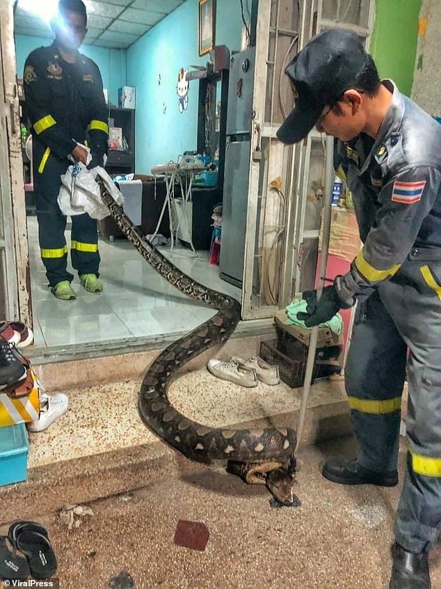 Con trăn Miến Điện có thân hình cực lớn. Con trăn Miến Điện có thân hình cực lớn.