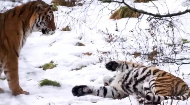 Dominika và Botzman trên đường cùng nhau trên tuyết. Dominika và Botzman trên đường cùng nhau trên tuyết.