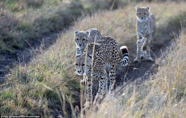 Những thành viên còn lại của đàn báo săn cùng nỗi buồn mất mát ở lại... Những thành viên còn lại của đàn báo săn cùng nỗi buồn mất mát ở lại...