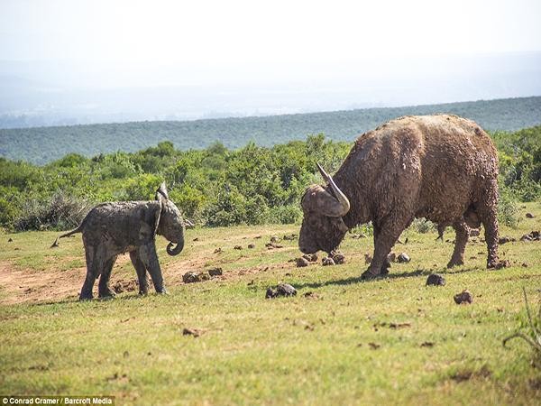 &quot;Làm sao, làm sao, mày thích cái gì&quot;, voi cà khịa trâu rừng.