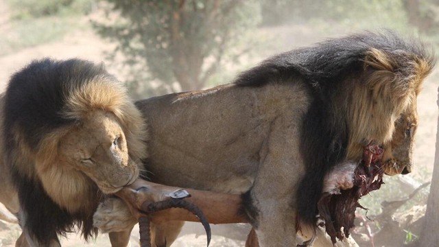 Màn tranh nhau thức ăn giữa hai con sư tử đực. Màn tranh nhau thức ăn giữa hai con sư tử đực.