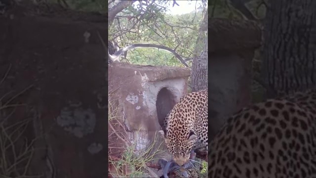 Con báo hoa mai &quot;ranh ma&quot; tóm gọn con mồi.