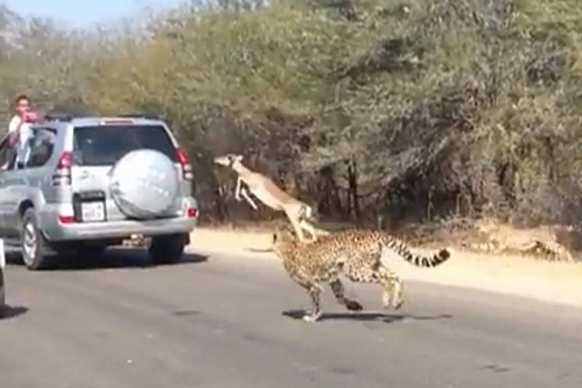 Con linh dương hoảng loạn đến nỗi nhảy cả vào xe ô tô của khách du lịch. Con linh dương hoảng loạn đến nỗi nhảy cả vào xe ô tô của khách du lịch.