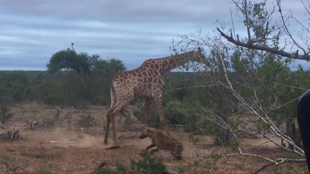 Nó hung dữ lao đến tấn công cả đàn linh cẩu. Nó hung dữ lao đến tấn công cả đàn linh cẩu.