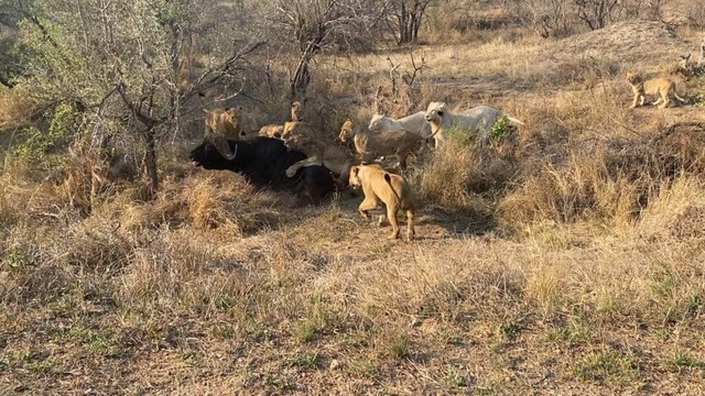 Cái kết của sự dũng cảm nhưng hơi thiếu thông minh... Cái kết của sự dũng cảm nhưng hơi thiếu thông minh...