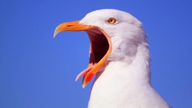 Mòng biển có phải là thiết bị bay không người lái của người ngoài Trái đất?